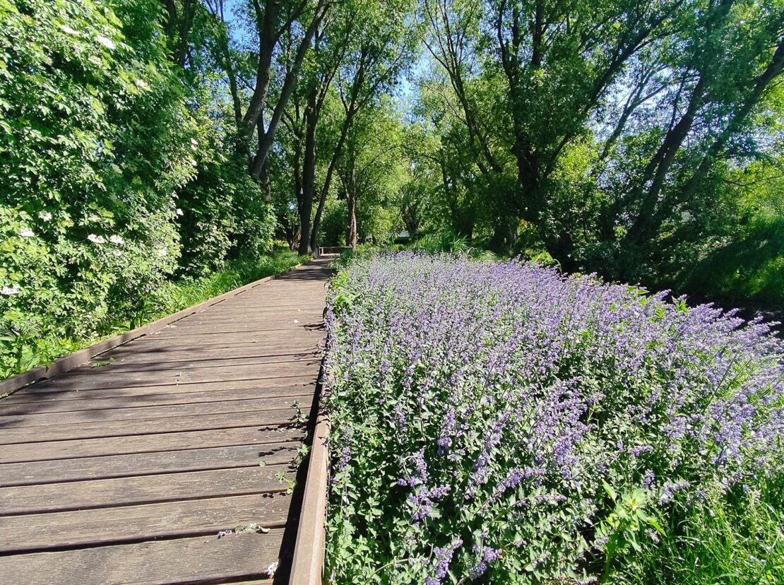 domy pod jabloniami tarczyn 6