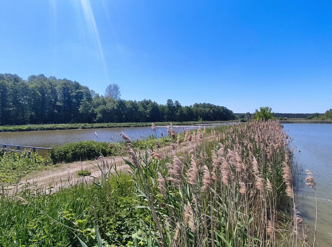 domy pod jabloniami tarczyn 9